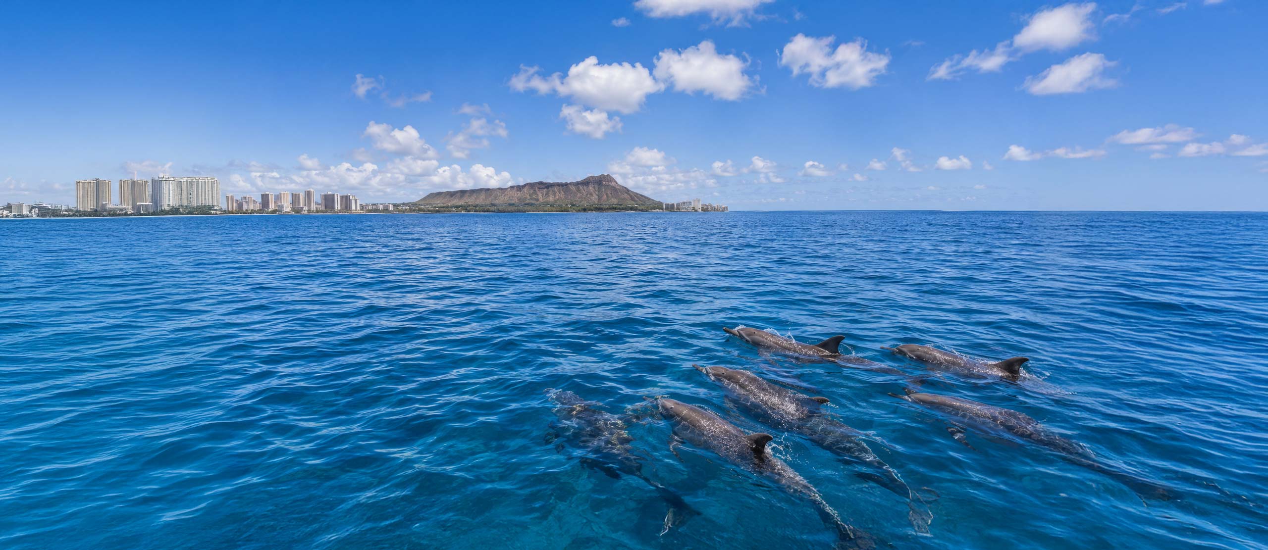 Dolphins swimming off the coast of Oahu with Diamond Head in the background