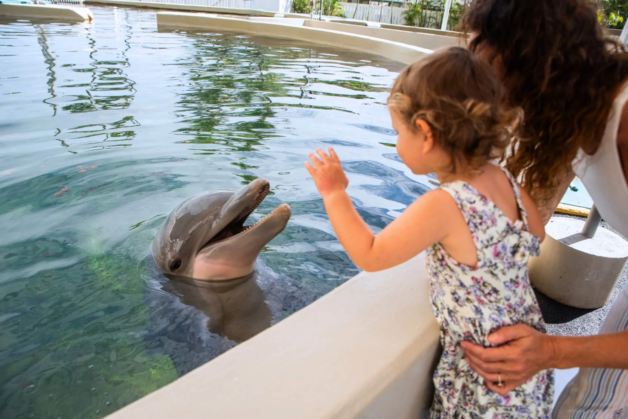 Toddler reaching out to touch a dolphin at the poolside edge at Sea Life Park