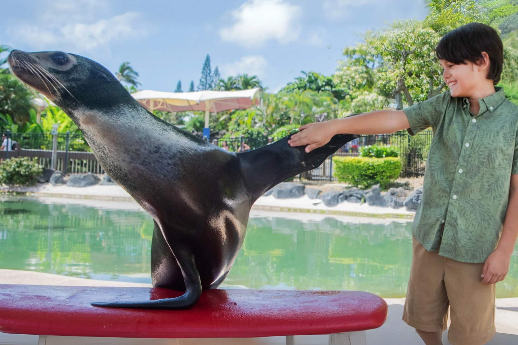 Boy petting a California sea lion at Sea Life Park