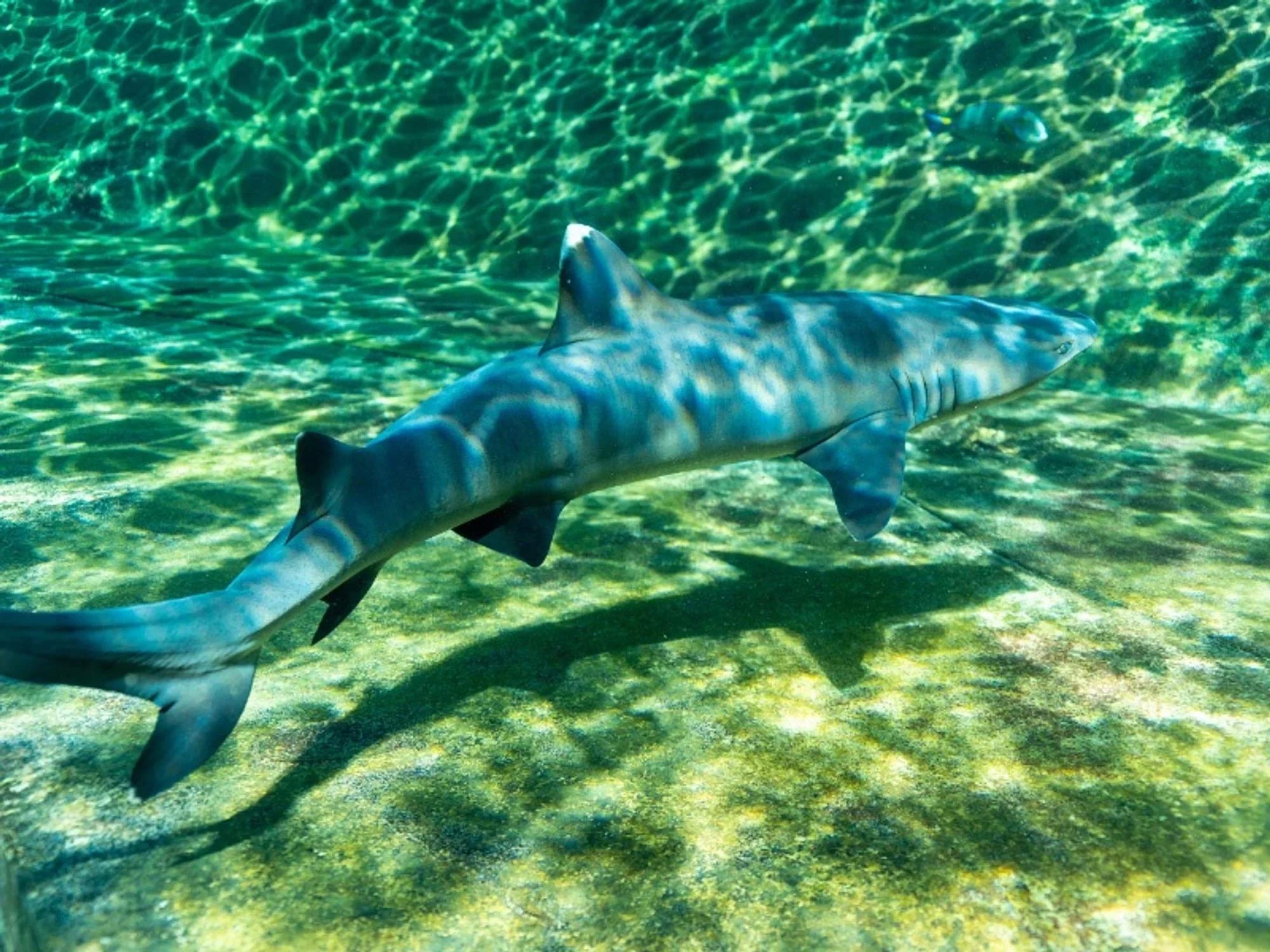 Reef shark gliding through a clear pool at Sea Life Park