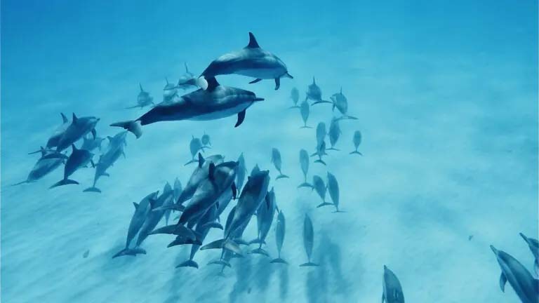Wild dolphins swimming in clear blue water off West Oahu