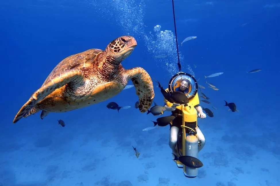 A Hawaiian green sea turtle gliding past a snorkeler over a bright reef in clear blue Maunalua Bay water