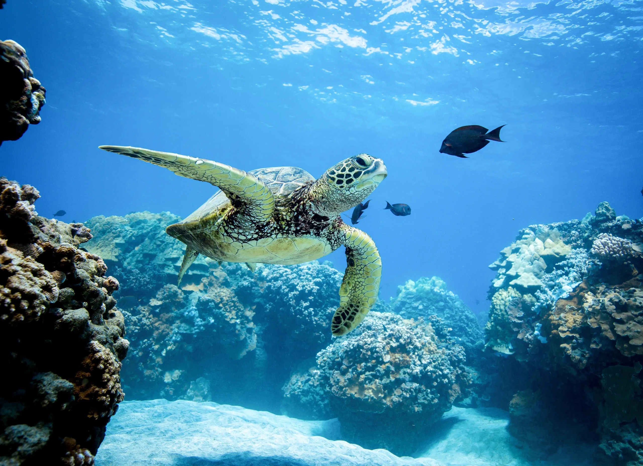 A Hawaiian green sea turtle gliding over the reef on the West Oahu snorkel sail